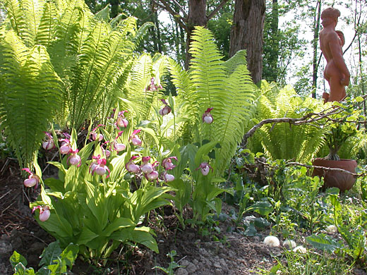 Drei Cypripedium Gisela nach 5 Jahren Drei Cypripedium Gisela nach 5 Jahren