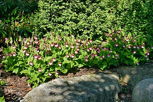 Drei Cypripedium Gisela nach 8 Jahren Drei Cypripedium Gisela nach 8 Jahren