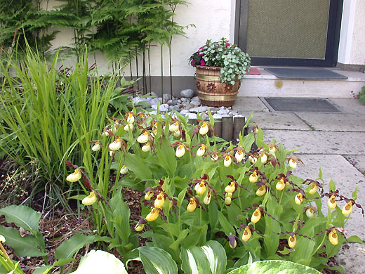 Je fünf Cypripedium Emil und Ingrid nach 3 Jahren Je fünf Cypripedium Emil und Ingrid nach 3 Jahren