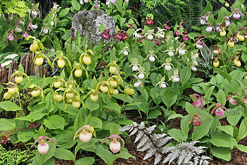 Gartenbeispiel Gartenbeispiel