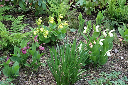 Zuwachs von Cypripedium-Hybriden Zuwachs von Cypripedium-Hybriden