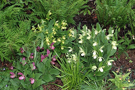 Zuwachs von Cypripedium-Hybriden +2 Jahre Zuwachs von Cypripedium-Hybriden +2 Jahre