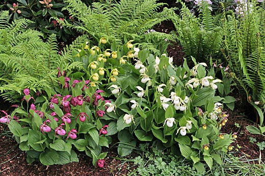 Zuwachs von Cypripedium-Hybriden +3 Jahre Zuwachs von Cypripedium-Hybriden +3 Jahre