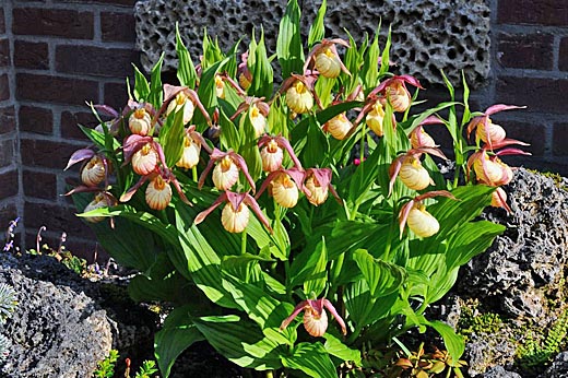 Cypripedium Michael nach 6 Jahren Cypripedium Michael nach 6 Jahren