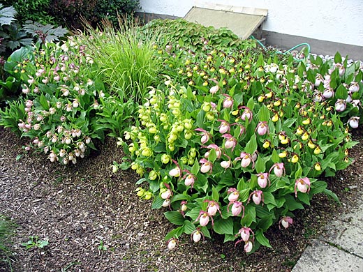 Zuwachs von Cypripedium-Hybriden +2 Jahre Zuwachs von Cypripedium-Hybriden +2 Jahre