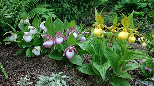 Gartenbeispiel Gartenbeispiel
