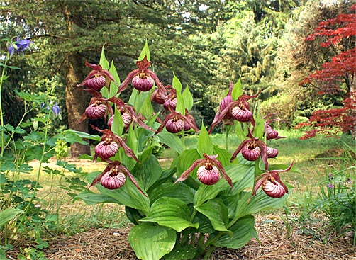 Gartenbeispiel Gartenbeispiel