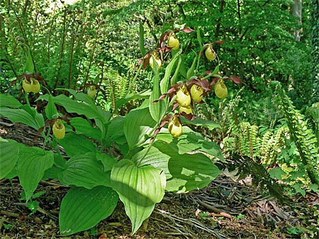 Garden example Garden example