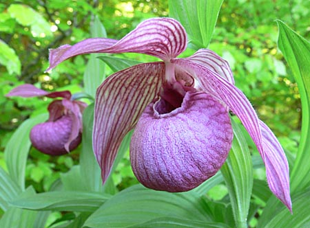 Cypripedium Henric, Blüte Cypripedium Henric, Blüte