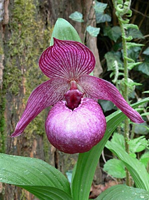 Cypripedium Henric, Blüte Cypripedium Henric, Blüte