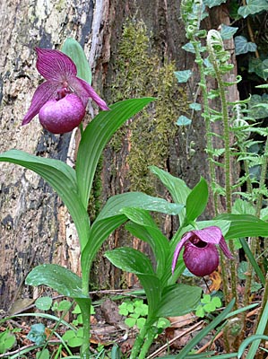 Cypripedium Henric, Gruppe Cypripedium Henric, Gruppe