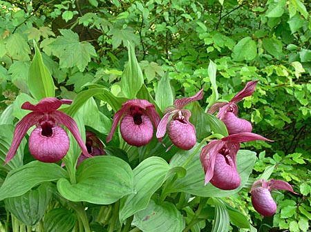 Cypripedium Henric, Gruppe Cypripedium Henric, Gruppe