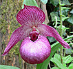 Cypripedium Henric Cypripedium Henric
