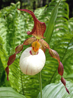 Cypripedium Ingrid, Blüte Cypripedium Ingrid, Blüte