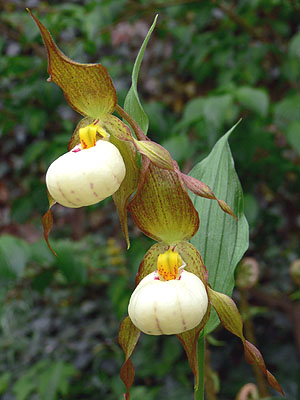 Cypripedium Ingrid, Doppelblüte Cypripedium Ingrid, Doppelblüte