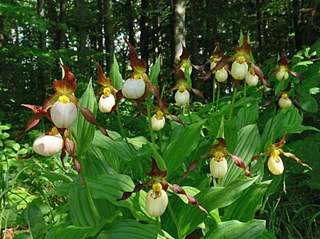 Cypripedium Ingrid, Horst Cypripedium Ingrid, Horst