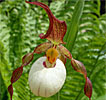 Cypripedium Ingrid Cypripedium Ingrid