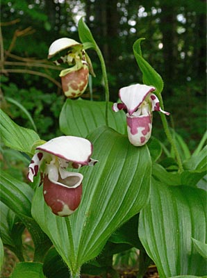 Cypripedium Karo Cypripedium Karo
