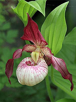 Cypripedium Maria, Blüte