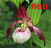 Cypripedium Maria