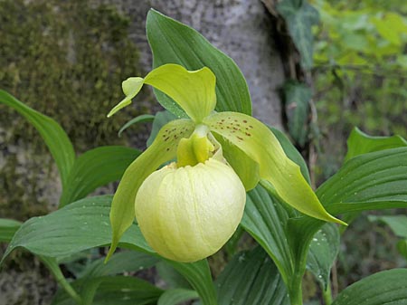 Cypripedium Marita, Blüte Cypripedium Marita, Blüte
