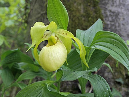 Cypripedium Marita, Blüte Cypripedium Marita, Blüte