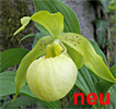 Cypripedium Marita Cypripedium Marita