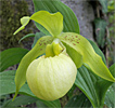 Cypripedium Marita Cypripedium Marita