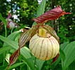 Cypripedium Paul Cypripedium Paul