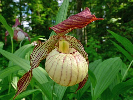 Cypripedium Paul, Blüte Cypripedium Paul, Blüte