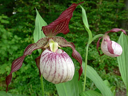 Cypripedium Paul, Blüte Cypripedium Paul, Blüte