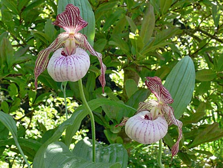 Cypripedium Paul, Horst Cypripedium Paul, Horst