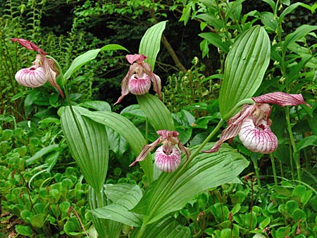 Cypripedium Paul, Horst Cypripedium Paul, Horst
