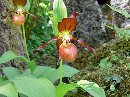 Cypripedium Schoko, Blüte Cypripedium Schoko, Blüte