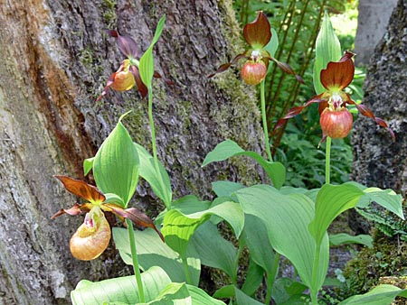 Cypripedium Schoko, Horst Cypripedium Schoko, Horst