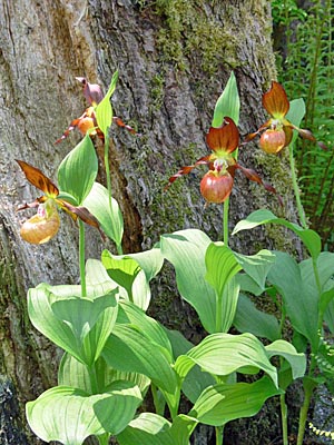 Cypripedium Schoko, Horst Cypripedium Schoko, Horst