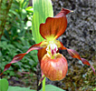 Cypripedium Schoko Cypripedium Schoko