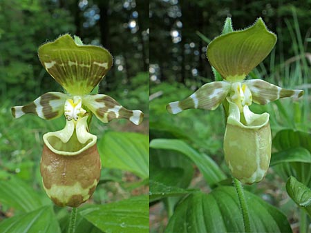 Cypripedium Surprise
