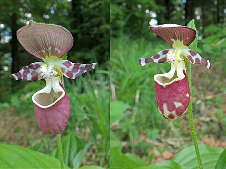 Cypripedium Surprise