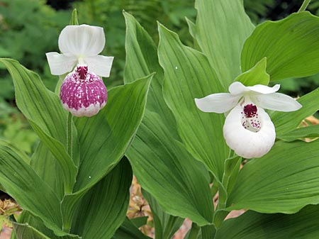 Cypripedium Ulla Silkens, Blüten Cypripedium Ulla Silkens, Blüten