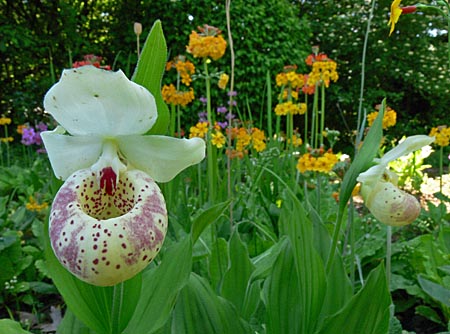 Cypripedium Ulla Silkens, Blüte Cypripedium Ulla Silkens, Blüte