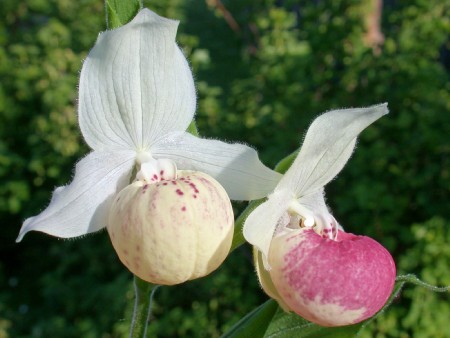 Cypripedium Ulla Silkens, Doppelblüte Cypripedium Ulla Silkens, Doppelblüte