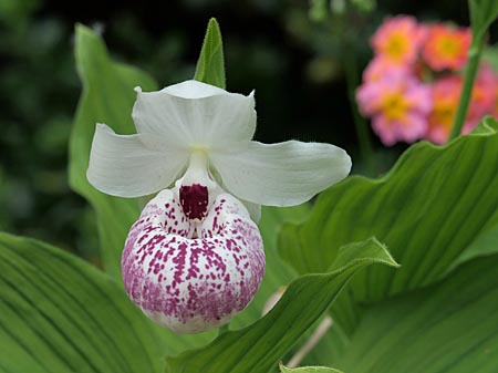 Cypripedium Ulla Silkens, Blüte Cypripedium Ulla Silkens, Blüte