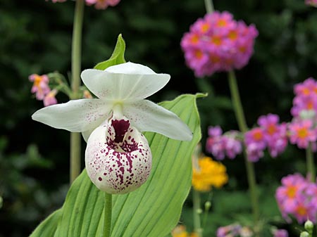 Cypripedium Ulla Silkens, Blüte Cypripedium Ulla Silkens, Blüte