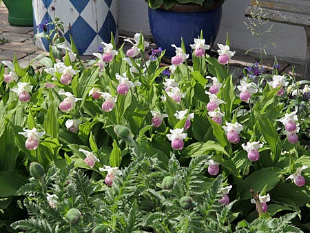 Cypripedium Ulla Silkens, Gruppe Cypripedium Ulla Silkens, Gruppe