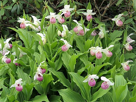 Cypripedium Ulla Silkens, Gruppe Cypripedium Ulla Silkens, Gruppe