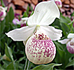 Cypripedium Ulla Silkens Cypripedium Ulla Silkens