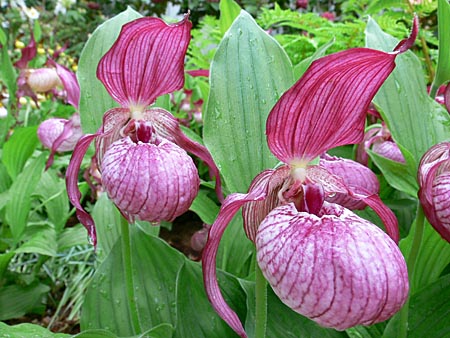 Cypripedium Ventricosum, Blüte Cypripedium Ventricosum, Blüte