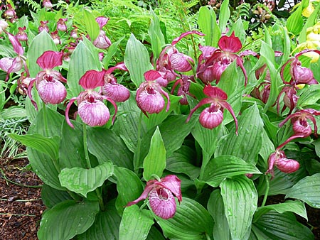 Cypripedium Ventricosum, Horst Cypripedium Ventricosum, Horst