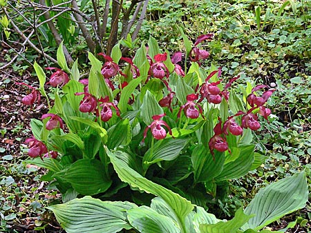 Cypripedium Ventricosum, Horst Cypripedium Ventricosum, Horst
